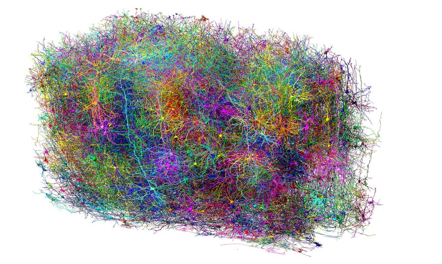 Un grupo de científicos logró realizar el mapa más grande de un cerebro