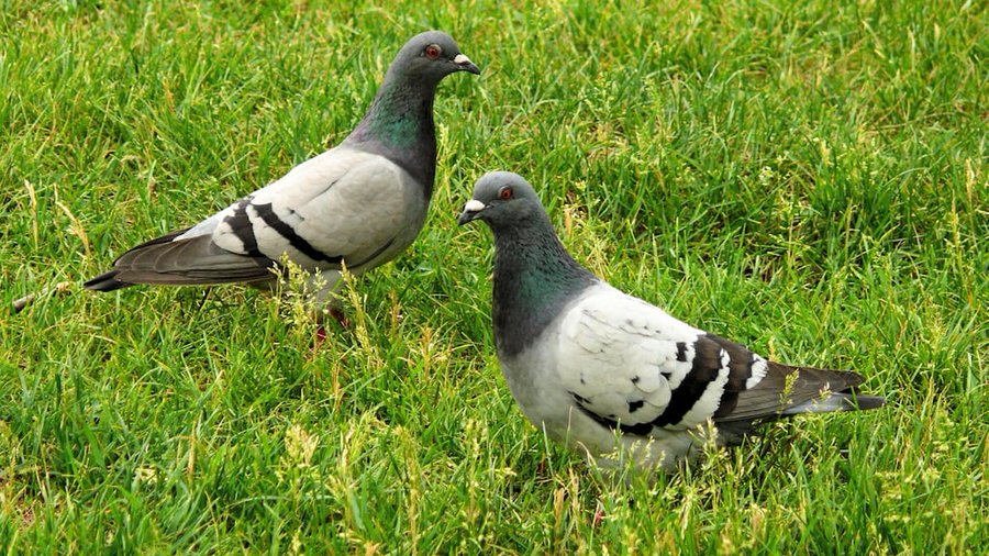 El truco para alejar a las palomas de tu jardín para siempre