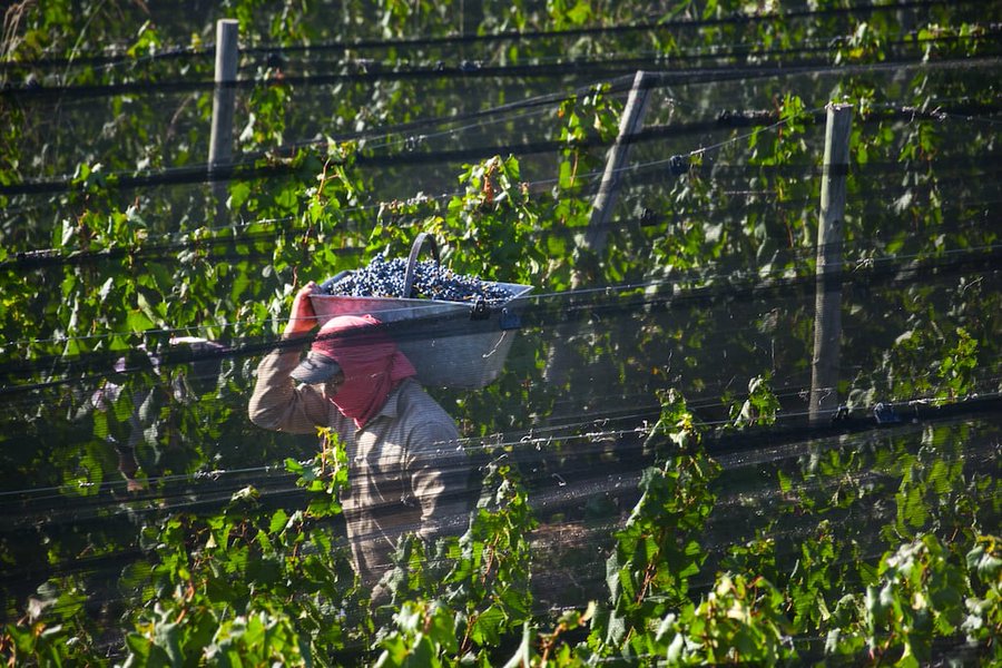 La uva volvió a brillar: la cosecha 2025 fue la más alta en 4 años