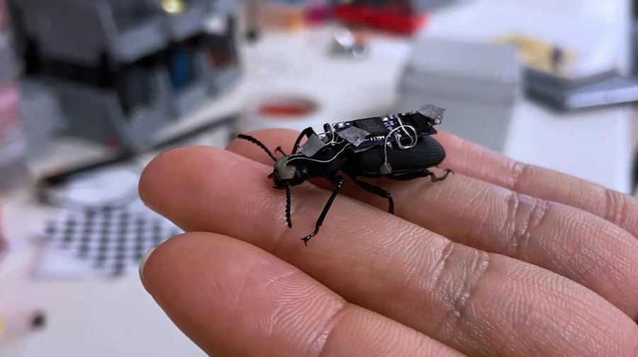 Colocan sensores en escarabajos reales para encontrar y rescatar víctimas entre escombros
