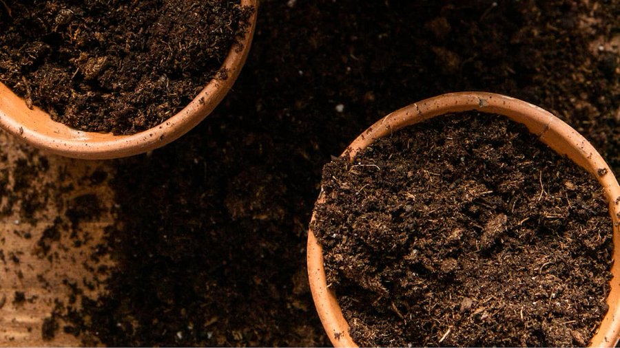 Los 3 secretos con aloe, miel y canela que multiplicarán tus plantas en pocos días