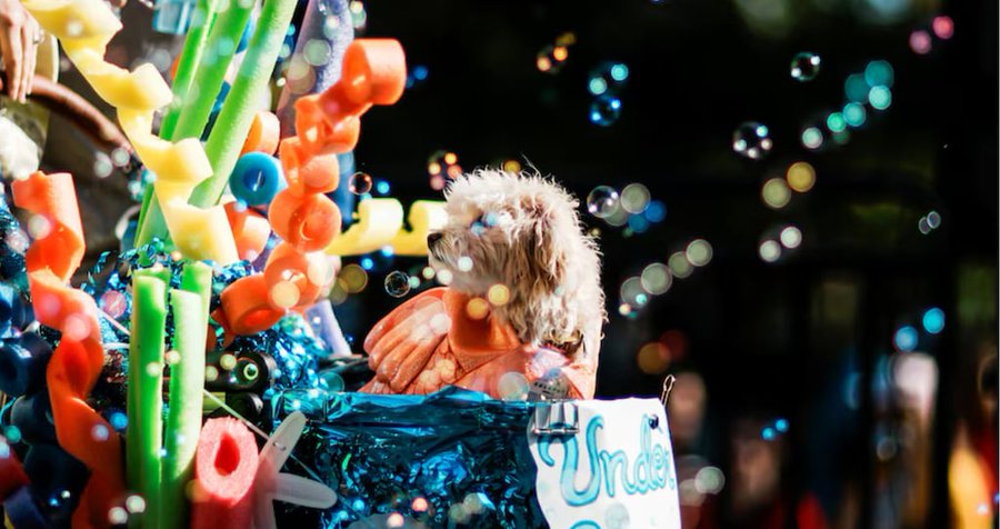 Fotos: las icónicas postales que dejó el desfile canino de Halloween más esperado de Nueva York