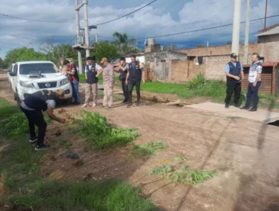 SÁENZ PEÑA – Buscaban objetos robados y hallaron un vivero de marihuana en una casa abandonada
