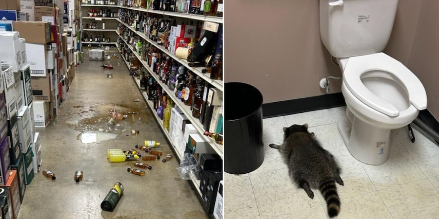 Un mapache se emborrachó, causó destrozos y fue rescatado inconsciente en el baño de una licorería en EEUU