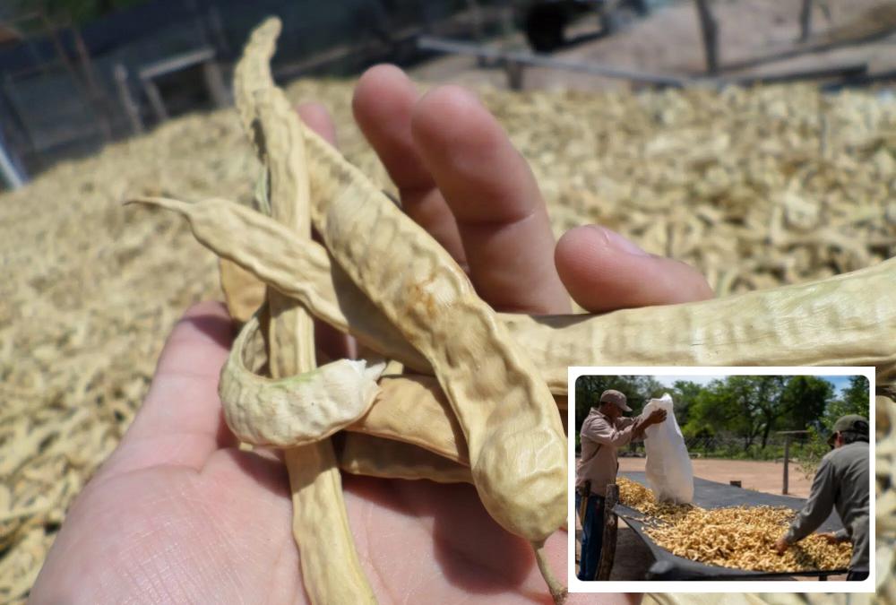 Más de 100 familias de El Impenetrable recolectaron 16 toneladas de chauchas de algarrobo