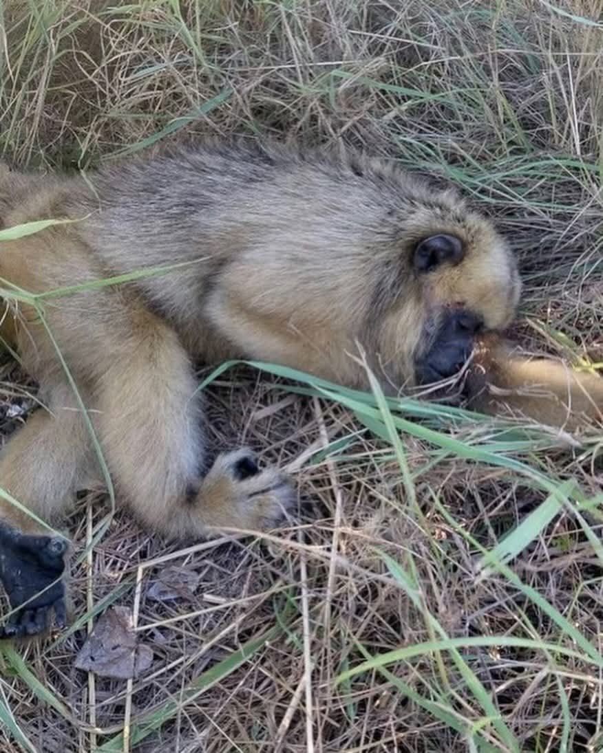 RESISTENCIA – Chocaron una mona carayáen avenida Sarmiento: fue rescatada