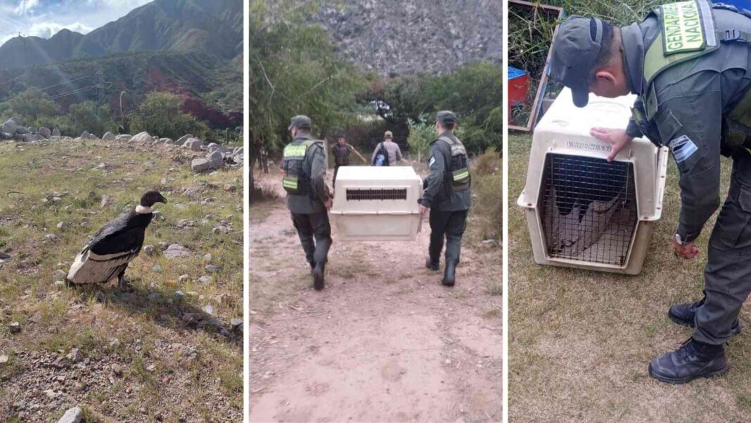 Medio ambiente: En Chilecito hallaron un cóndor andino con síntomas de intoxicación
