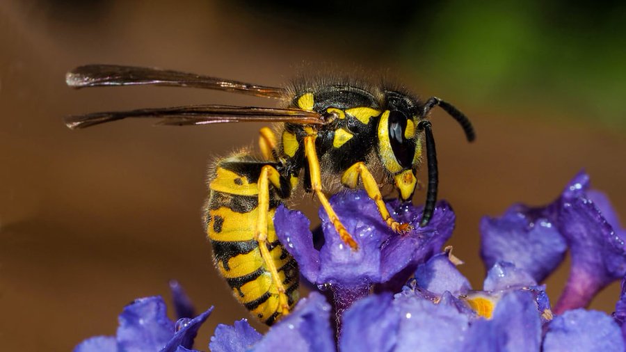 Invasión de “chaquetas”: la avispa carnívora que ataca humanos, produce vómitos y preocupa al Sur del país