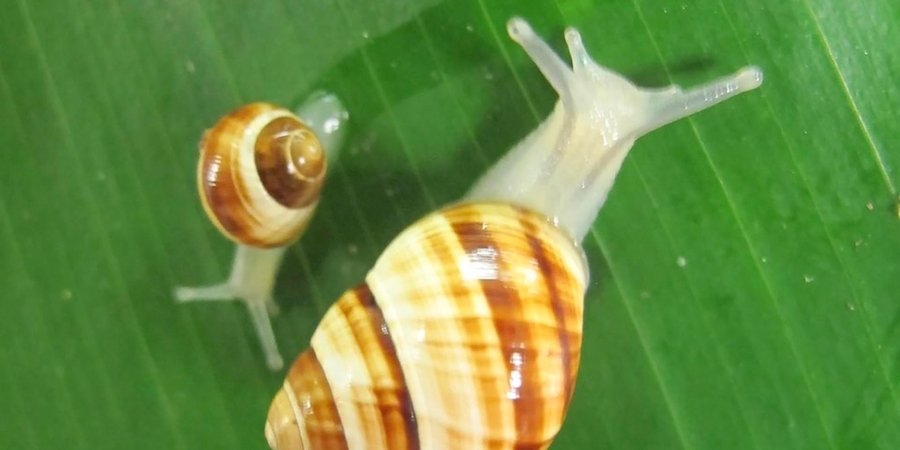 Logro en la crisis de biodiversidad: un caracol volvió a los bosques de Hawái luego de más de 30 años