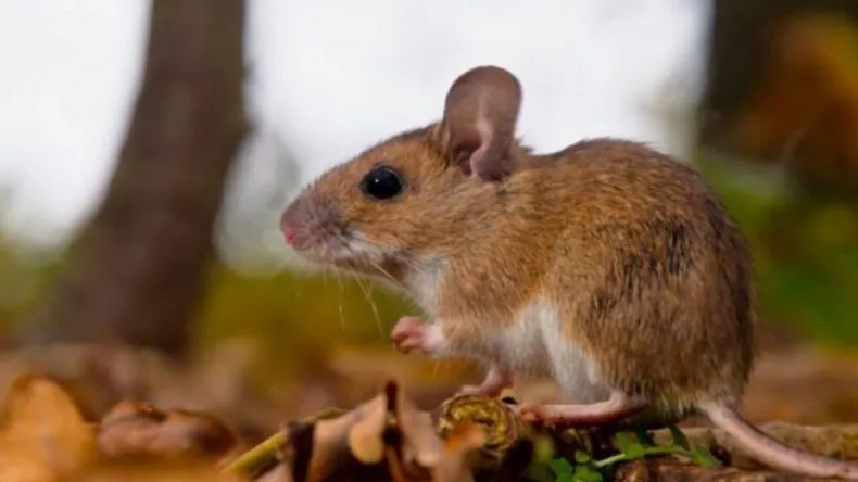 Hantavirus en Argentina: ya se confirmaron 102 casos en la temporada